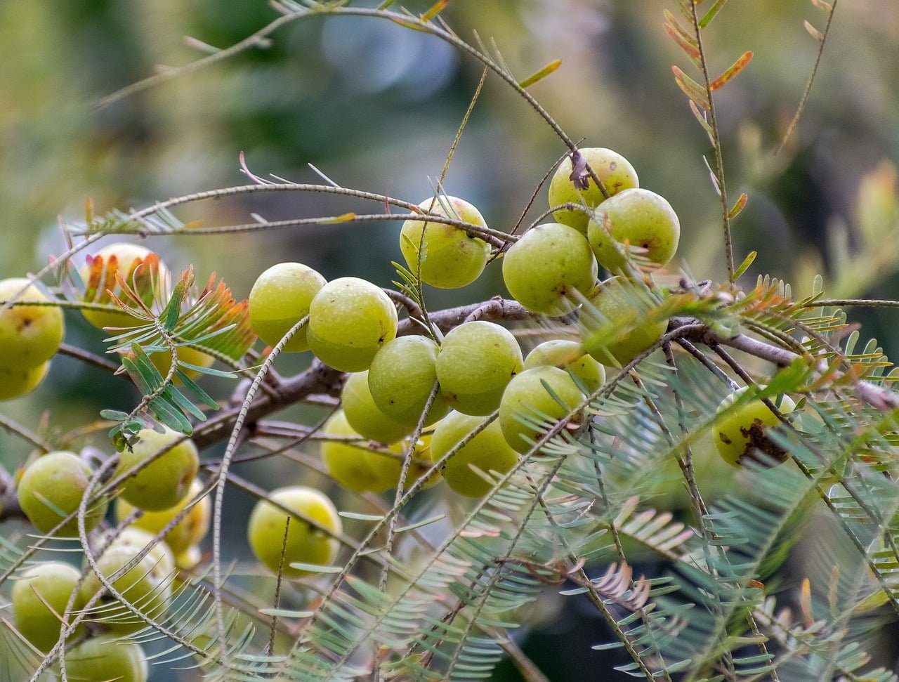 Amla - The Indian Gooseberry