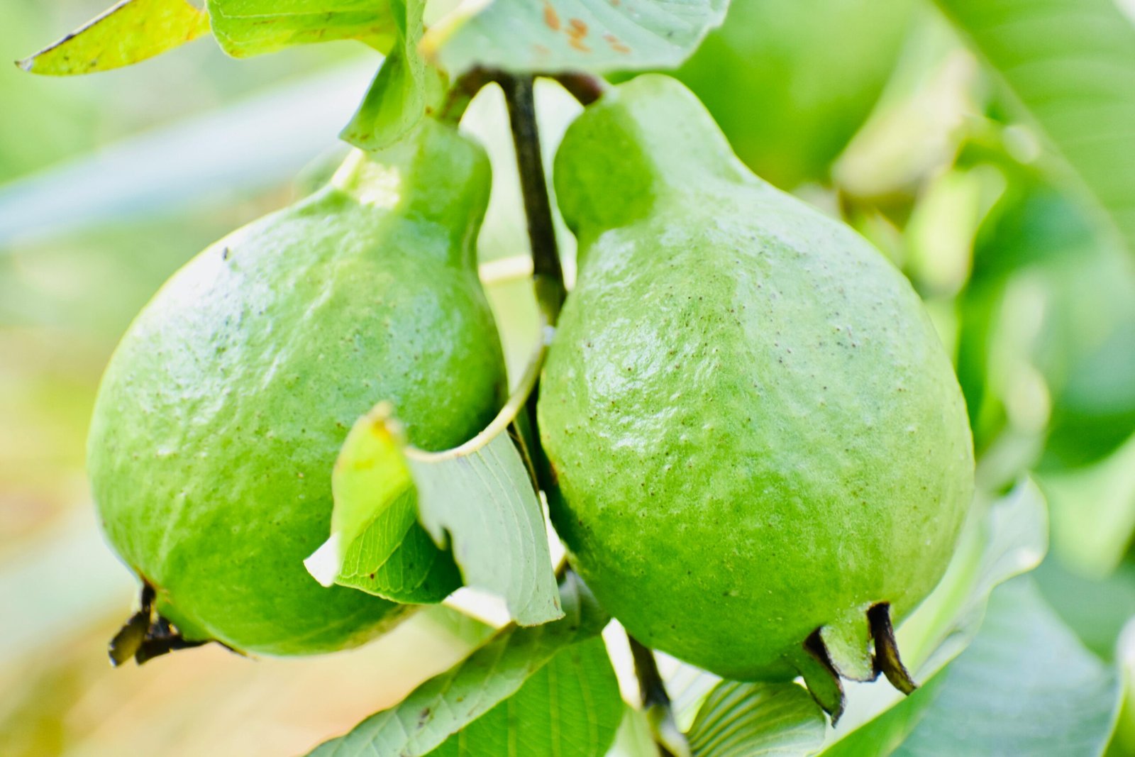 The Incredible Health Benefits of a Guava