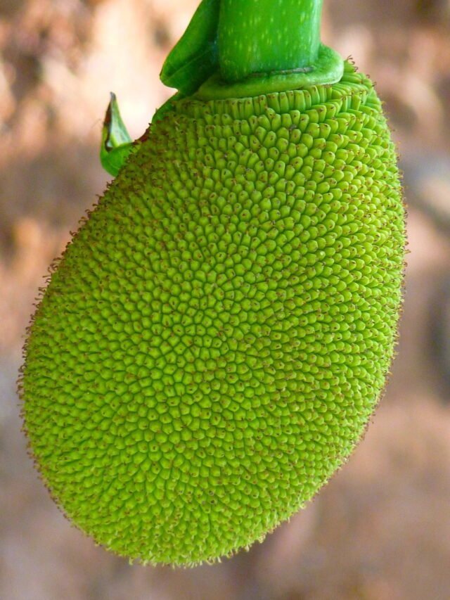 cropped-jackfruit-43121_1280.jpg