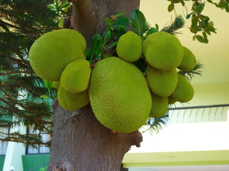 Jackfruit Tree