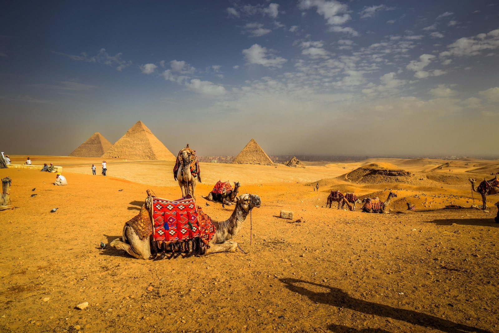 Camel at site of the Pyramids